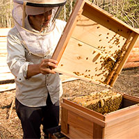 養蜂見学会