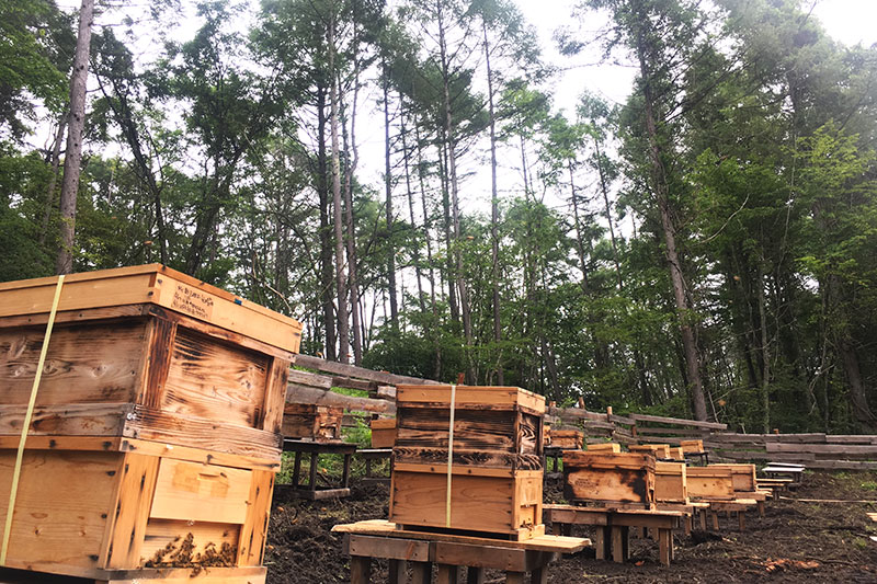森の養蜂所